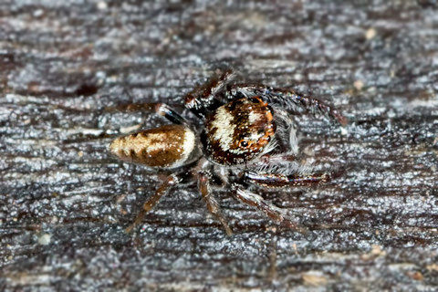 Jumping Spider (Opisthoncus polyphemus) (Opisthoncus polyphemus)